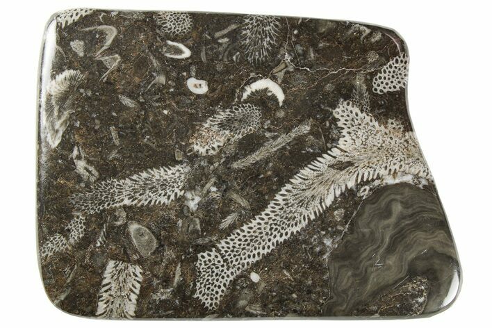 Polished Devonian Fossil Coral and Bryozoan Plate - Morocco #259103